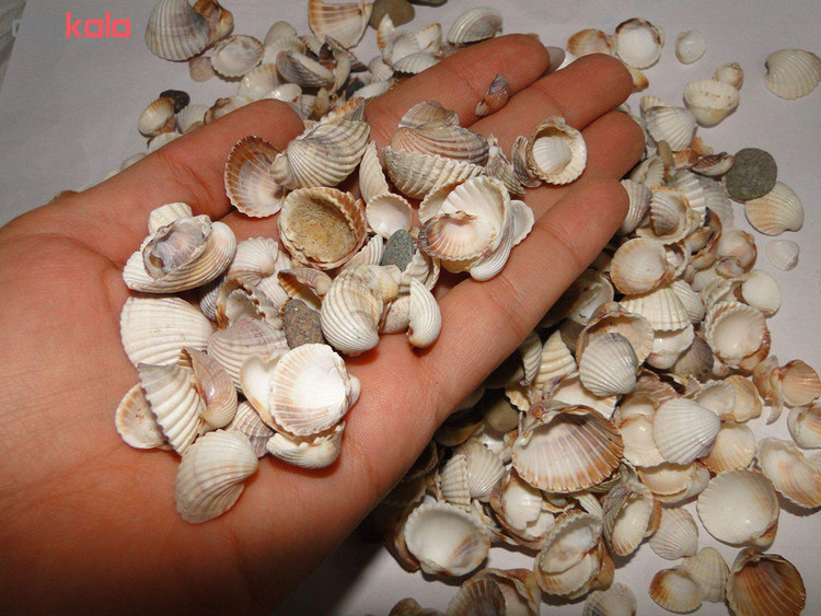 صدف تزئینی وزن 100 گرم
