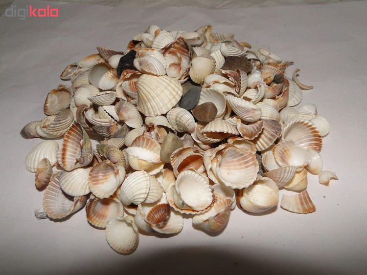 صدف تزئینی وزن 100 گرم